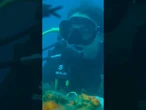 Crean un arrecife artificial con 60.000 corales naranjas del Mediterráneo