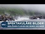 ERDBEBEN RUSSLAND: Nachbeben erschüttern Kamtschatka – Seelöwen suchen Schutz im Wasser