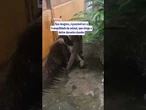 Tamanduá-bandeira é flagrado se divertindo ao tomar banho de torneira em pousada no Pantanal; vídeo