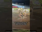 Parque em Belém, sede da COP3O, tem pista de skate alagada após fortes chuvas