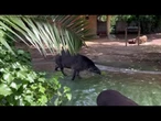 Ghiaccioli di frutta per gli animali del Bioparco di Roma contro il caldo, ecco tapiri e capibara