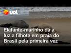 Elefante-marinho dá à luz a filhote em praia do Brasil pela primeira vez; veja vídeo