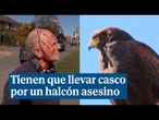 Bomber, el halcón agresivo que obligaba a los vecinos a ir con casco por la calle