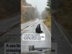 A sea lion was spotted crossing a highway near the Pacific Northwest coast
