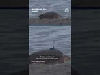 Dilly Dally the sea turtle is released back into the ocean after flipper injury
