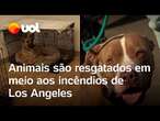 Fogo em Los Angeles: centenas de animais são resgatados em meio aos incêndios na Califórnia; vídeo