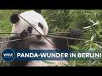 BERLINER ZOO: Panda Meng Meng bekommt Zwillinge! Pandapfleger verrät, auf was nun zu achten ist