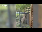 Cina, rirtrovato il capibara Doubao fuggito dallo zoo due mesi fa