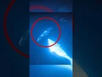 Orcas lassen Mondfisch platzen