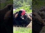 SO CUTE: Watch Oakland Zoo bear enjoy his new toy #shorts #animals #viral #cute #usa #news #cali