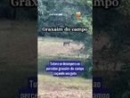Tutora se desespera ao perceber graxaim-do-campo caçando seu gato