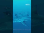 Grande squalo bianco avvistato nel Canale di Sicilia