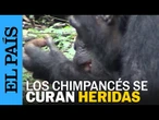 CIENCIA | Los chimpancés se curan sus heridas con plantas | EL PAÍS