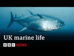 Record warm seas bring extraordinary new species to UK waters | BBC News