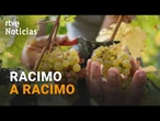 ARRANCA la VENDIMIA en L'OLIVERA, ENTIDAD que EMPLEA a PERSONAS en RIESGO de EXCLUSIÓN SOCIAL | RTVE