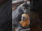 Bronx Zoo welcomes new baby monkey