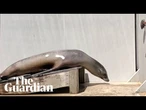 Sea lion who grooves to Boogie Wonderland proves animals can keep a beat