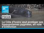 La Côte d’Ivoire veut protéger ses hippopotames pygmées, en voie d’extinction • FRANCE 24