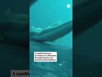 Sorprendente vídeo viral de un grupo de rémoras surfeando sobre una ballena