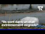 Comment expliquer que les quatre corps retrouvés dans la Seine aient été repêchés au même endroit
