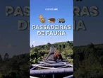 Animais usam passarela aérea para atravessar rodovia no RS; veja vídeo
