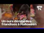 Cet ours a dérobé des friandises le soir d'Halloween