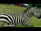 Runaway zebra on the loose in Tennessee captivates community