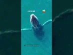 Drone registra salto impressionante de baleia jubarte em Arraial do Cabo (RJ)