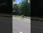 Escaped emu leads police on highway chase