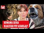 Dlaczego psy ATAKUJĄ ludzi?! Krwawa seria ZAGRYZIEŃ! Behawiorystka ostrzega i mówi, jak się bronić