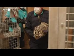Inghilterra, esami per il nuovo cucciolo di leopardo delle nevi dello zoo di Chester