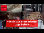 Lebte jahrelang im Dunkeln – Hündin wird aus dramatischer Lage befreit