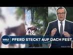 SKURRILE RETTUNG IN BRASILIEN: Ein Pferd fliegt in São Paulo durch die Luft!