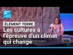 Les cultures à l'épreuve d'un climat qui change • FRANCE 24