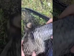 Raccoon with head stuck in jar rescued by Long Island animal lover