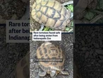 Rare tortoises found safe after being stolen from Indianapolis Zoo