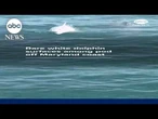 Rare white dolphin surfaces among pod off Maryland coast