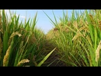 Agroalimentare, dall'Ue primo sì alla stretta sulle pratiche sleali