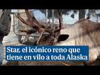 Un reno de Alaska cae misteriosamente enfermo después de que alguien manipulara su corral