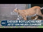 GROSSBRITANNIEN RETTET ROTLUX BLOP: Exotische Raubkatze findet neues Zuhause im Schutzgebiet!