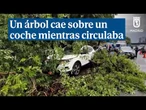 Un árbol cae sobre un coche mientras circulaba en el distrito de Salamanca (Madrid)
