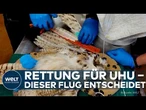 UTAH: TIERISCHE RETTUNGSAKTION! Uhu überlebt Betonmischer – besondere Federn retten ihn