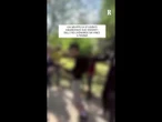 Parma, il video dell'aggressione a due professori fuori dall'Itis Leonardo Da Vinci