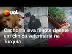 Cachorra carrega filhote doente na boca até clínica veterinária e 'pede ajuda' na Turquia; vídeo