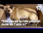 Turquie: une chienne sauve son chiot en hypothermie en l'emmenant elle-même chez le vétérinaire