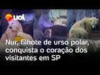 Filhote de urso polar em SP: Nur brinca e encanta os visitantes de aquário; vídeo