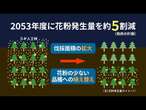 【花粉半減へ】飛散少ないスギ植林　雄花枯らす薬剤研究も【映像でわかる】