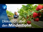 Mindestlohn: Diskussion über Erhöhung