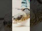 250+ sea turtles affected by cold water rescued from Cape Cod