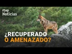 LOBO IBÉRICO | MITECO y CC.AA CHOCAN por su ESTADO de CONSERVACIÓN | RTVE Noticias